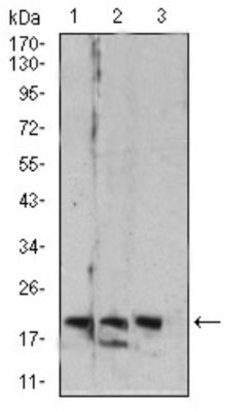 RAB6B Antibody (6D12E4) - BSA Free, Novus Biologicals:Antibodies:Primary
